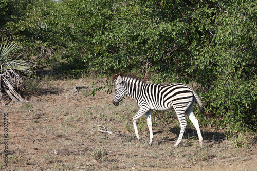 Steppenzebra   Burchell s Zebra   Equus burchellii...