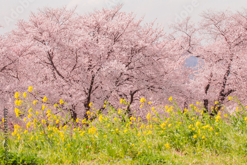 Beautiful cherry blossom or sakura in spring time in Japan.