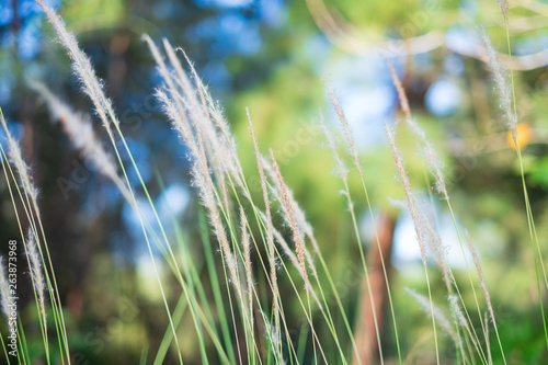 Feather Grass or Needle Grass in field with sunlight and red lane in background, Selective focus © Panumat