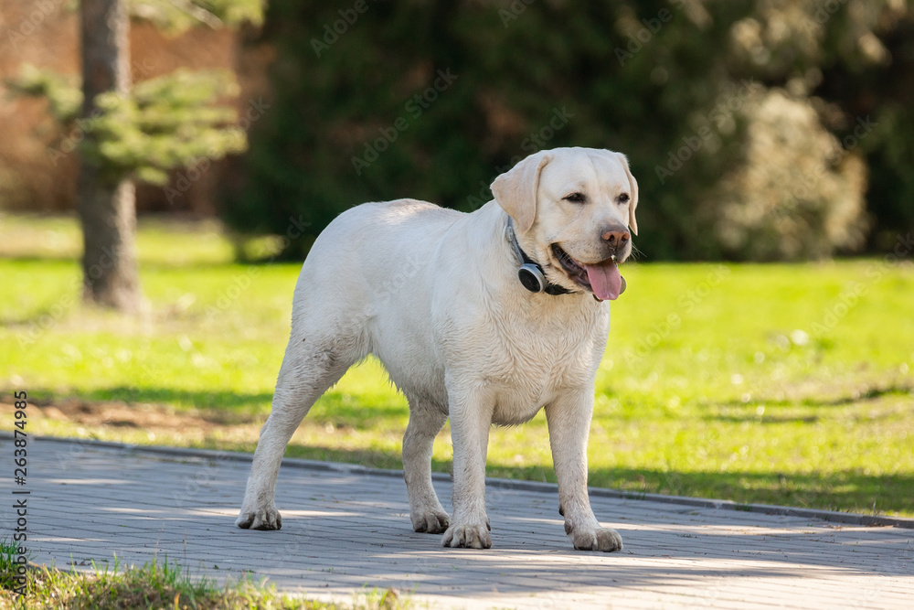 labrador retriever yellow summer labrador retriever yellow summer