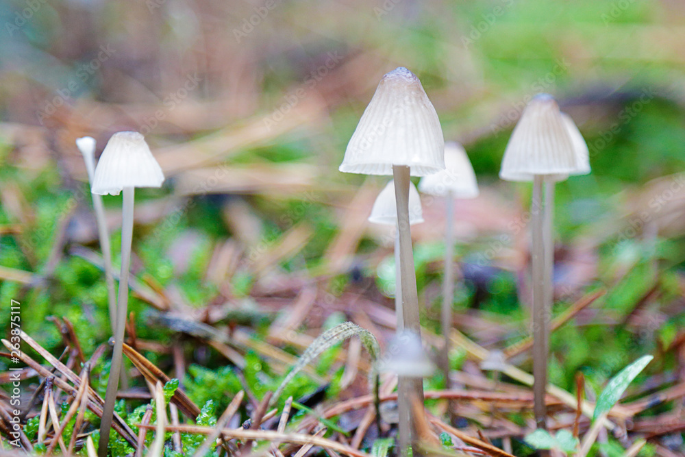 White little mushrooms growing in a forest White little mushrooms growing in a forest