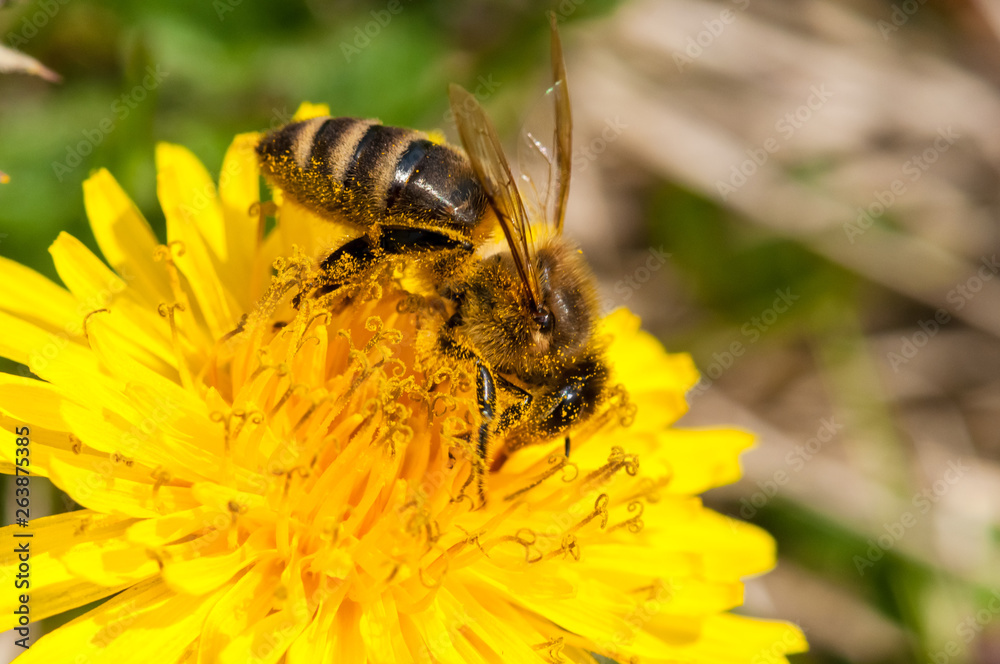 Worker bee on dandelion during spring macro Worker bee on dandelion during spring macro