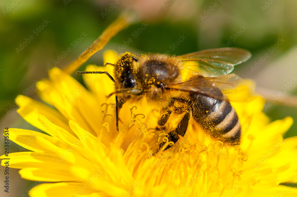 Worker bee on dandelion during spring macro Worker bee on dandelion during spring macro