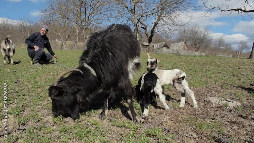 Farmer watching over goats eating in field Farmer watching over goats eating in field