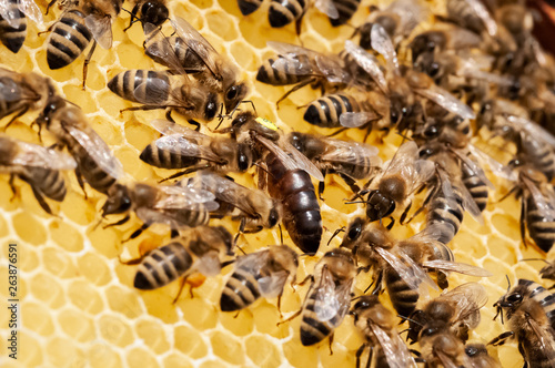 Closeup of bees on the honeycomb in beehive, apiary, selective focus