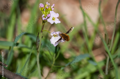 Bee Fly on Cuckooflowers in Springtime © Erik