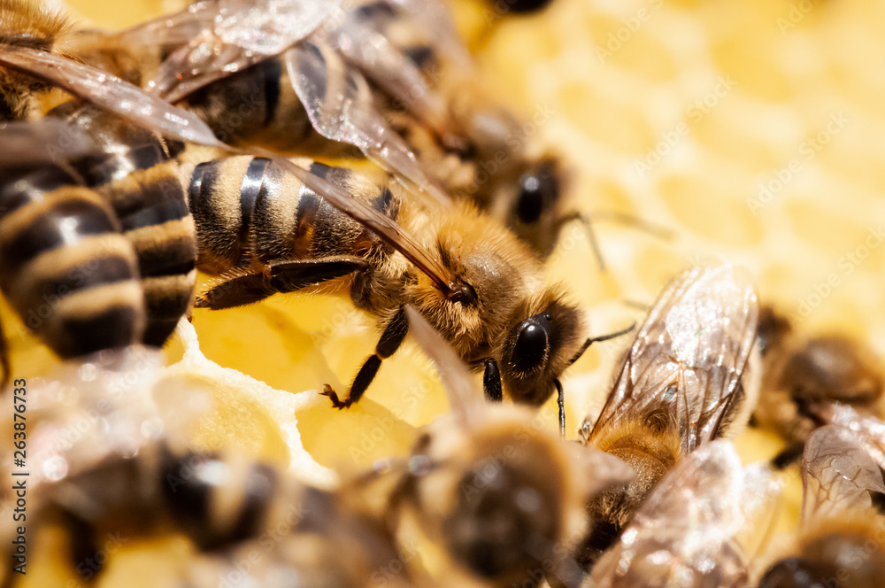 Closeup of bees on the honeycomb in beehive, apiary, selective focus Closeup of bees on the honeycomb in beehive, apiary, selective focus