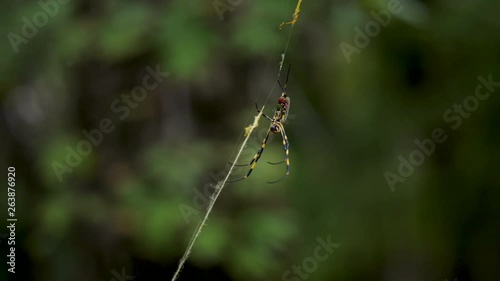 Static shallow depth of field, shot of a spider on a straw, in, Tokyo, Japan photo