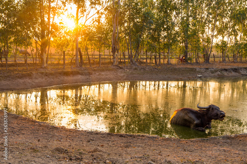 Isolated buffalo in a pond at sunset in the north east Thailand, Asia.