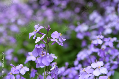 Fototapeta Naklejka Na Ścianę i Meble -  紫色の花　ムラサキハナナ