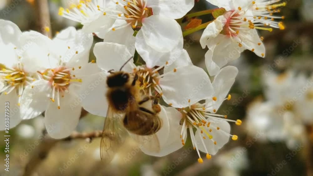 bee collects nectar on the flowers of white blooming apple. Anthophila, Apis mellifera. Close up. No sound bee collects nectar on the flowers of white blooming apple. Anthophila, Apis mellifera. Close up. No sound