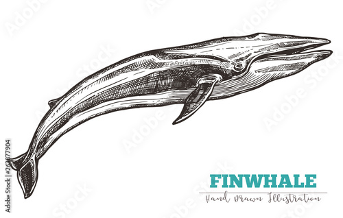 Hand drawn vector finwhale. Sketch engraving illustration of whale