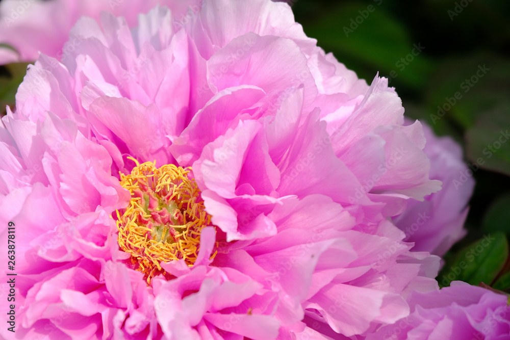 peony flower