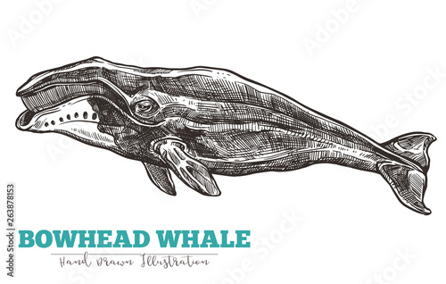 Hand drawn vector bowhead whale. Sketch engraving illustration photo