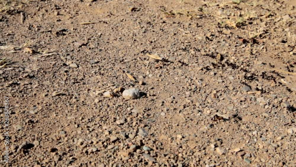 Ants, black ants carrying food and supplies into their ant colony. Tracking shot. Ants, black ants carrying food and supplies into their ant colony. Tracking shot.