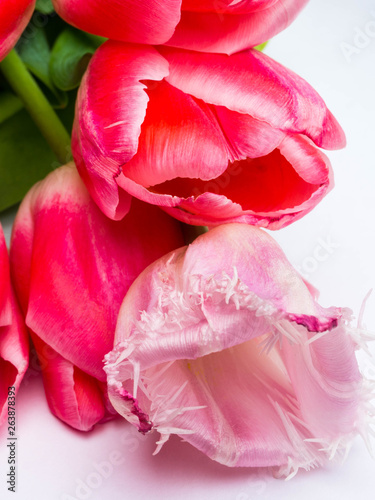 Fototapeta Naklejka Na Ścianę i Meble -  Bouquet of spring flowers, fresh pink tulips on white background.