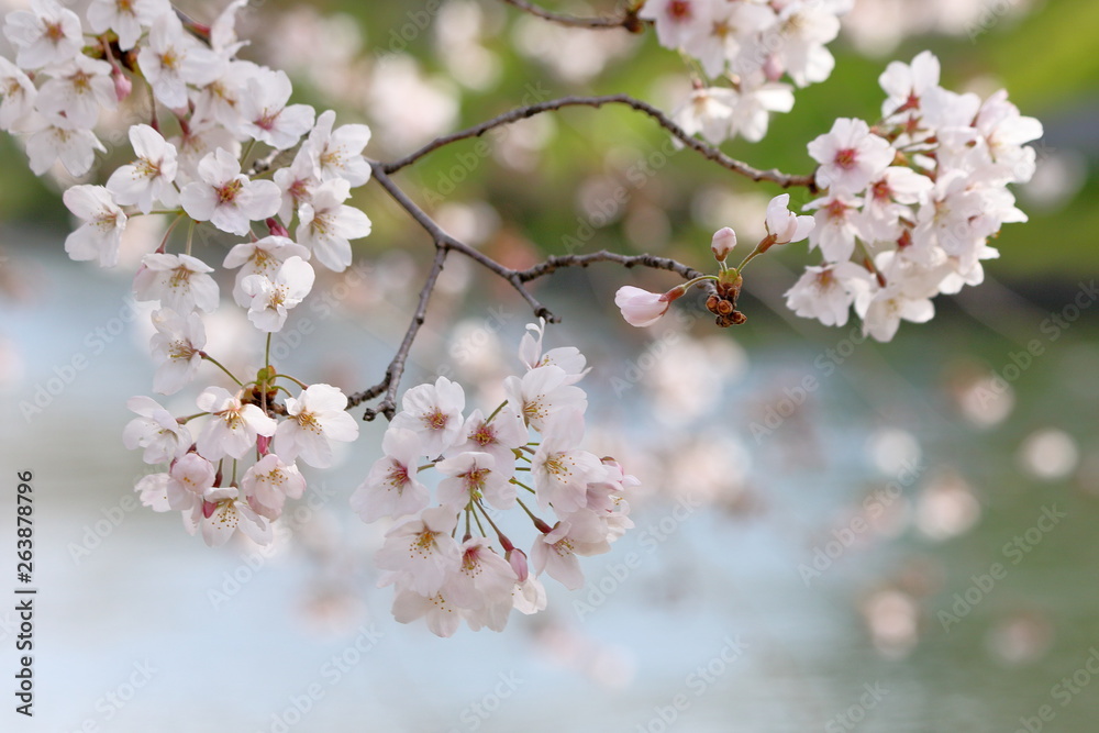 The cherry blossoms around the Uji Canal in Fushimi Ward, Kyoto The cherry blossoms around the Uji Canal in Fushimi Ward, Kyoto
