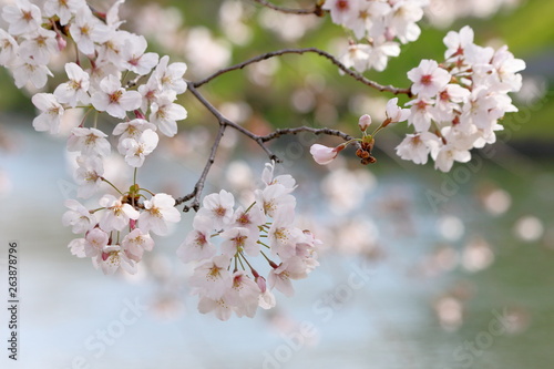 The cherry blossoms around the Uji Canal in Fushimi Ward  Kyoto