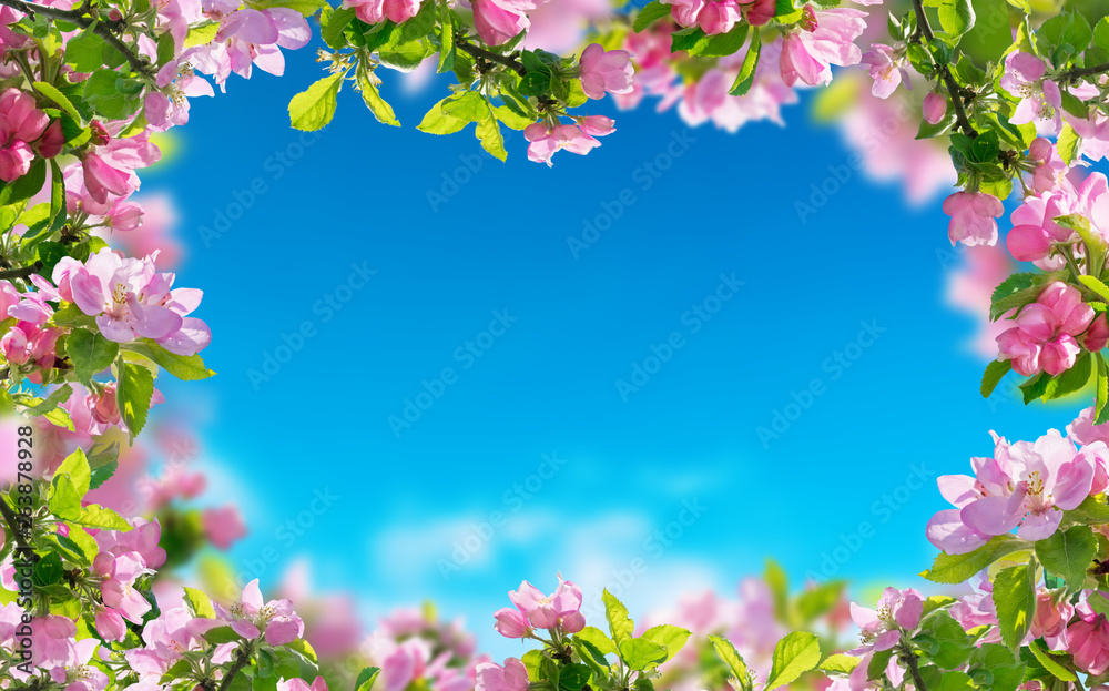a spring flowers background, pink blossoms trees - obrazy, fototapety, plakaty 