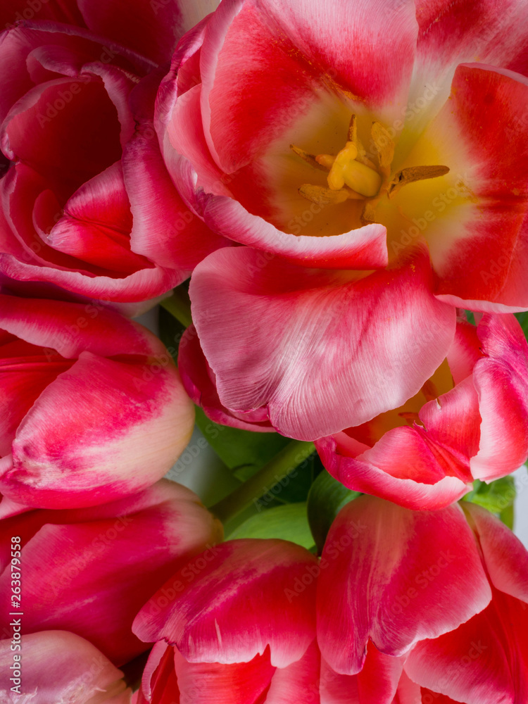 Group of elegant pink rose color springtime tulips . Congratulation card, greeting card concept Group of elegant pink rose color springtime tulips . Congratulation card, greeting card concept