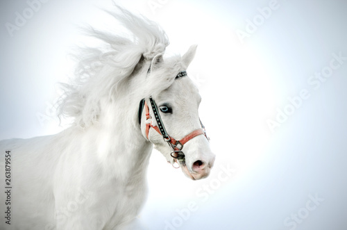 white pony little horse with blue eyes beautiful portrait on a blue background