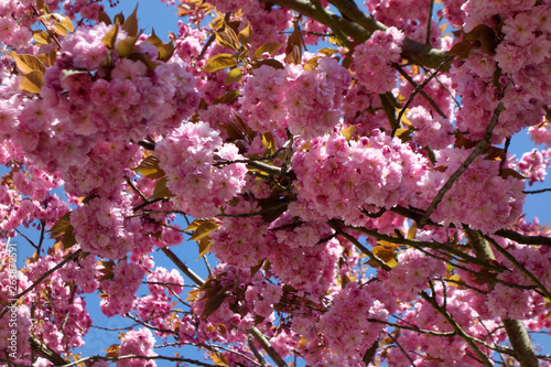 A cherry blossom is a flower of several trees of genus Prunus, particularly the Japanese cherry. Macro photography.