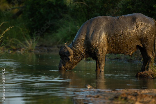 Dagga boy all covered in mud busy drinking water 