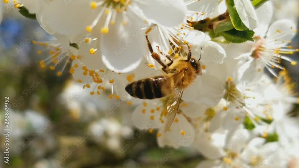 bee collects nectar on the flowers of white blooming apple. Anthophila, Apis mellifera. Close up. No sound
