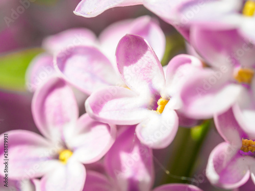 Blooming lilac purple flowers, selective focus. Branch of lilac in the sun light. Blossom in Spring. Spring concept background.