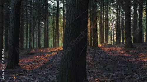 A slow moving drone shot in a forest in The Netherlands with the sun rising in the background photo