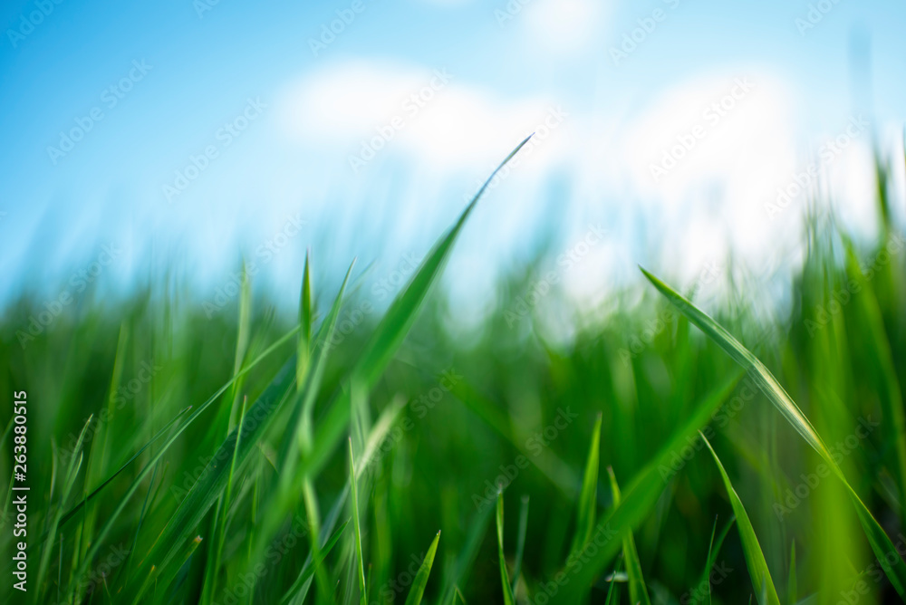 Fototapeta premium Green Grass Blue Sky