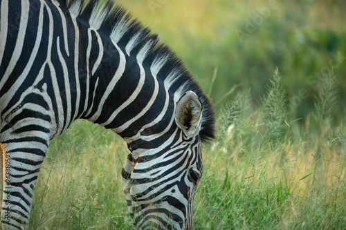 Zebra feeding in a field of green