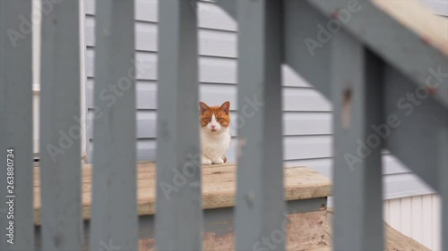 Cat sitting outside on wooden step photo