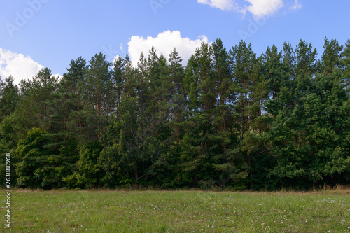 summer landscape with green glade and pine forest