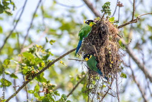 Long-tailed Broadbill Helping to build a nest on branch In Khao Yai National Park, Thailand photo