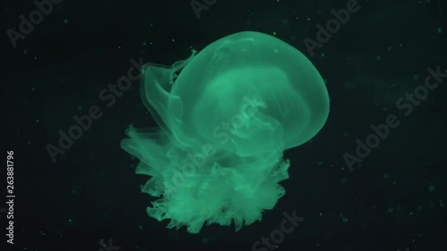 Fixed Shot of Colour Changing Jellyfish in Aquarium photo
