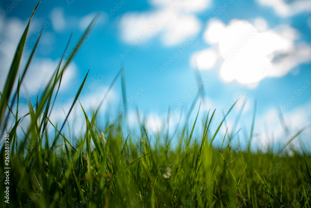 Green Grass Blue Sky Green Grass Blue Sky