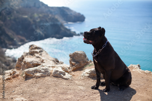 working dog breeds the Italian cane Corso to the sea on vacation
