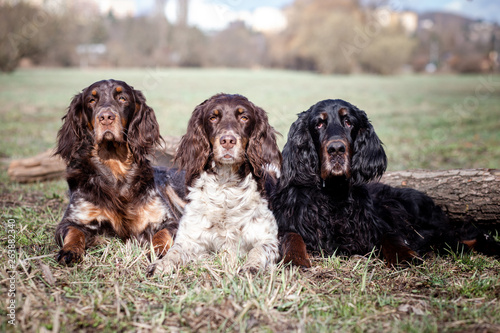 group of dogs in front of green background