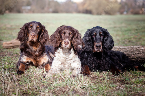 group of dogs in front of green background photo