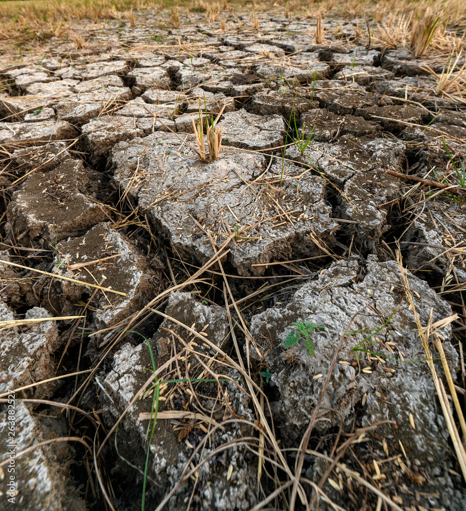 Dry cracked soil ground texture in field Dry cracked soil ground texture in field