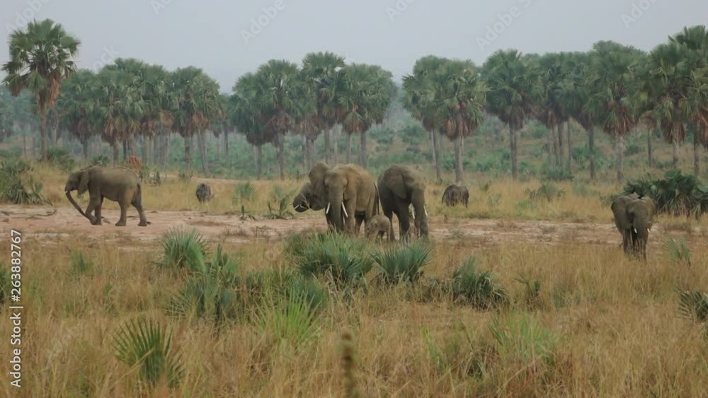 African Elephant, Kazinga Channel, Queen Elizabeth National Park, Uganda. African Elephant, Kazinga Channel, Queen Elizabeth National Park, Uganda.