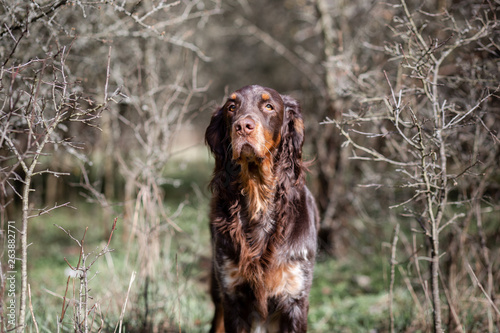 Dog picture