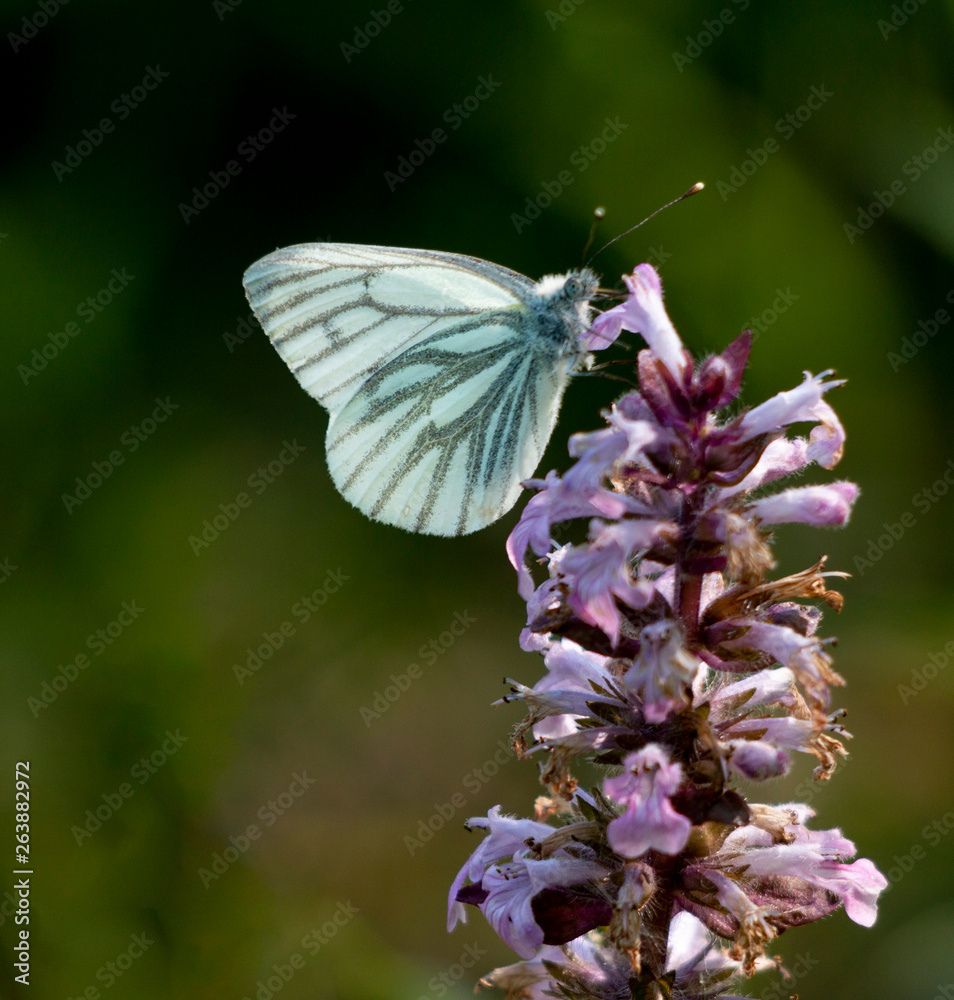 pieris napi - green veined white butterfly pieris napi - green veined white butterfly