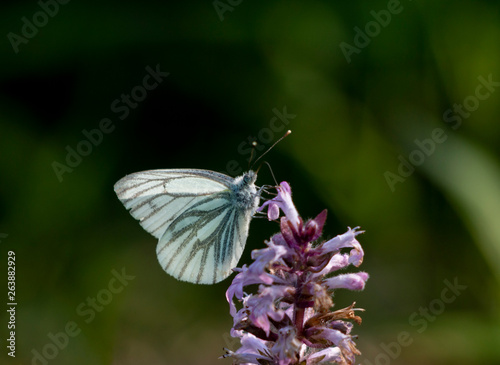 pieris napi - green veined white butterfly photo