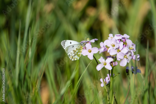 Orangetip Butterfly on Cuckooflowers in Springtime photo