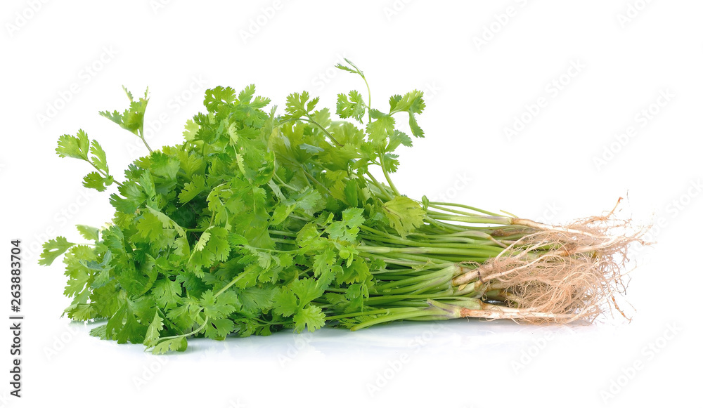Fresh coriander (cilantro) with roots on white background