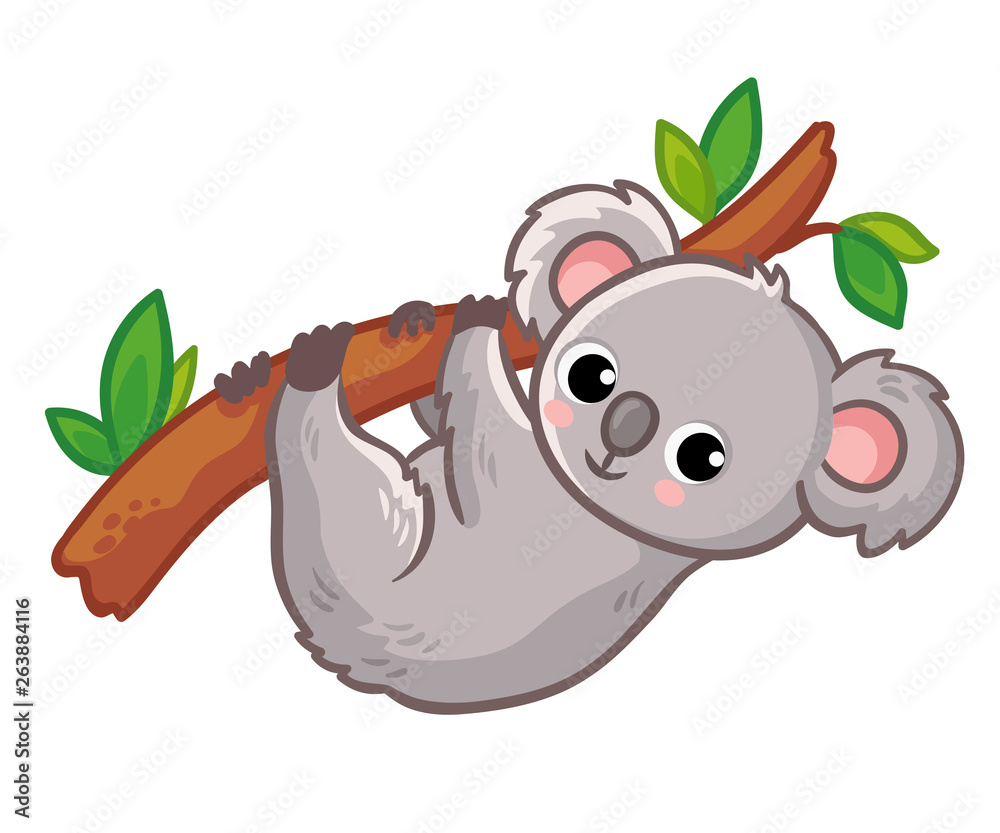Koala hangs on a tree on a white background. Cute Australian animal in