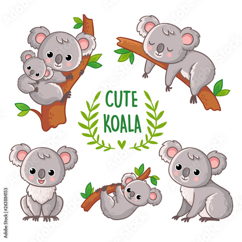 Vector illustration with koala in various poses. photo