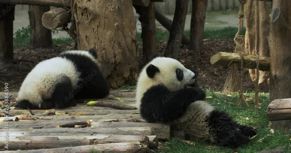 Two happy little pandas are playing together outdoor in summer field. Two little cute pandas are having fun with each other on the soft grassland. One little panda is eating bamboo shoots.  